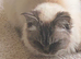 Gorgeous Ragdoll 7 Years Old Girl Vet Chkd an Vaccinated