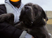 Stunning merle cane corso available