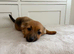 Jack Russell puppies