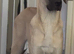 Kangal pup's
