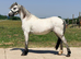 Eye catching gelding to make 12.2