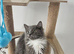 TICA Ragdoll BOYS HCM,PKD Certyficate Ready to pick up naw.:)