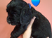 3 stunning kc registered Cocker spaniel puppies left