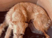 Bedlington whippet pups