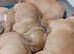 English Bulldog puppys