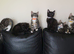 Laperm mix kittens
