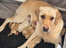 2 Goldador Puppies for Sale