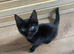 Reduced! Black Kittens &ndash; Ready Now