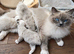 Excessively vet checked Ragdoll kittens