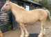 14.2 palomino ride and drive