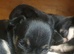 Beautiful chihuahua puppies