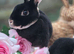 Black Otter Mini Rex Doe