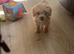 Male F1 Asian maltipoo puppy x small