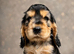 Show type KC Reg Cocker Spaniels from dna tested parents.