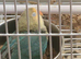 Two beautiful paired lovebirds