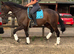 A super kind alrounder - teenager horse