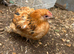 Pekin bantam/Polish/Satin Silkies males and females