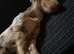 PRICE DROP!! 9m old Kc reg mini dapple female dachshund