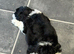 Lhasa apso female