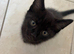 8 week old kittens ready now