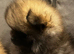 Pomeranian boys teddy bear faces