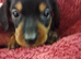 Miniature dachshund puppy's for sale