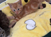 Kittens ready NOW