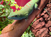 Adult male Madagascan giant day gecko