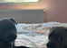 Staffordshire bull terrier puppies