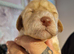 Fb1 cockapoo puppies