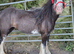 Blagdon mare