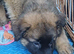 German Shepherd Cross puppies