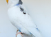 Various Stunning Quality Beautiful Budgies