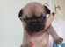 Frenchie Puppies
