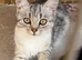 Half Persian cats for sale girls