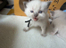 Gorgeous 5 kittens