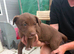 Border collie cross puppies