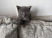Boy kitten