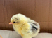 Mixed breed barnyard day old chicks