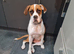 Lola the boxer