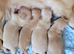 Clear cream long haired mini dachshunds