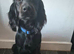 Cocker spaniel working