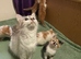 Siamese kittens in need of a forever home