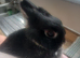 Pure netherland dwarf