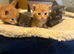 Beautiful litter of boys available