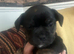 FRENCH BULLDOG/STAFFY CROSS