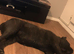 1 boy cane corso puppie.