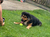 Beautiful German shepherd cross Rottweiler