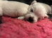 KC gorgeous Westies puppies