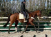 16hh BAY GELDING &bull; 5 YEARS OLD &bull; ROR ELIGIBLE
